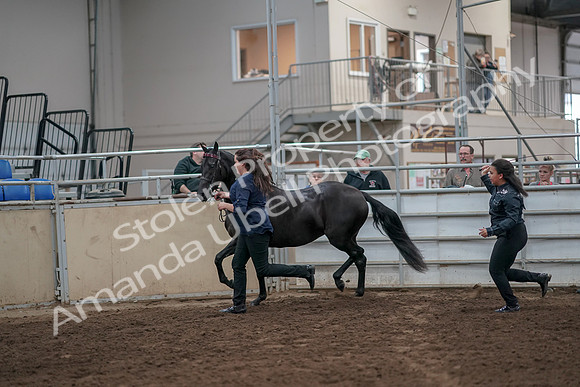 2019 Morgan Horse Show - Aug 31, 2019 - 00894