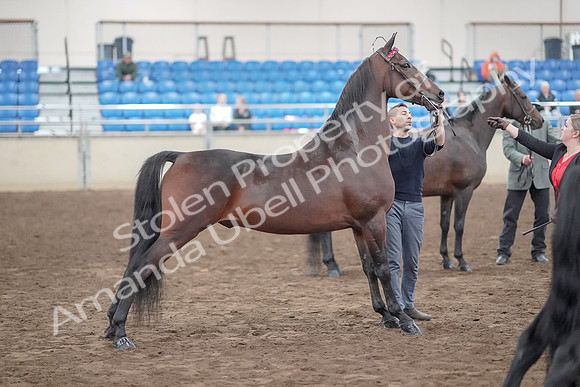 2019 Morgan Horse Show - Aug 31, 2019 - 03717