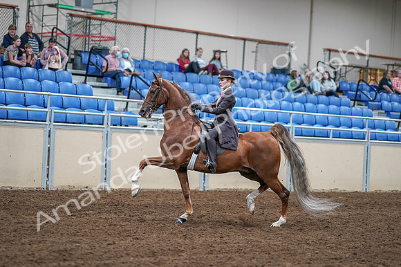 2020 - AB Morgan Horse - Fri, Sept 04 - 11185