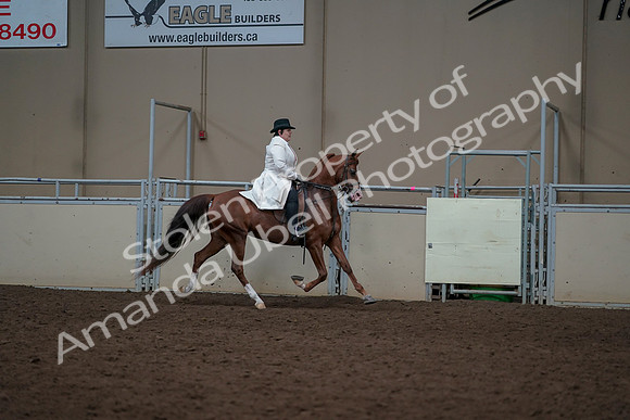 2019 Morgan Horse Show - Aug 31, 2019 - 17939