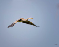 Birds - 016