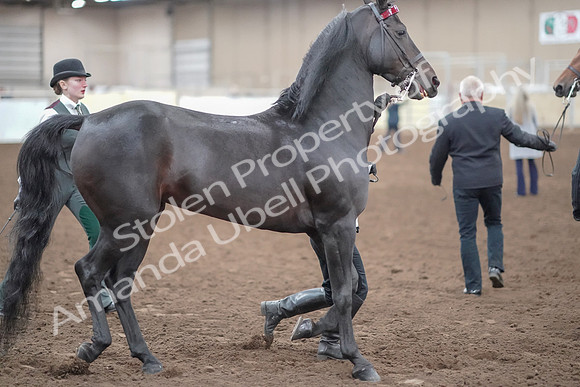 2019 Morgan Horse Show - Aug 31, 2019 - 00871