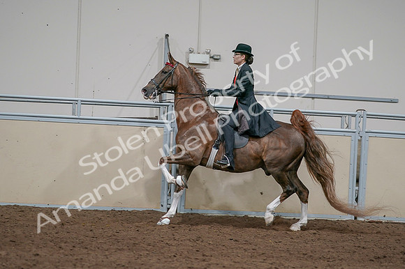 2020 - AB Morgan Horse - Fri, Sept 04 - 09749