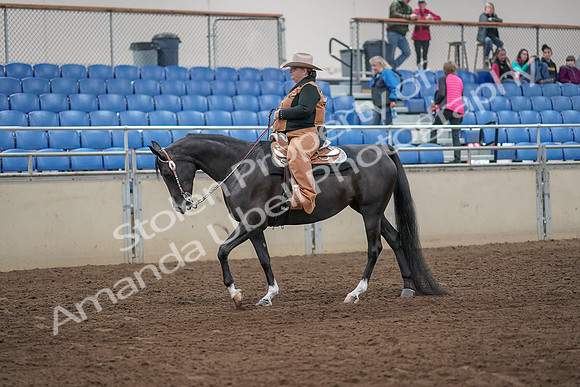 2019 Morgan Horse Show - Aug 31, 2019 - 06138