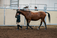 2020 - AB Morgan Horse - Fri, Sept 04 - 00890