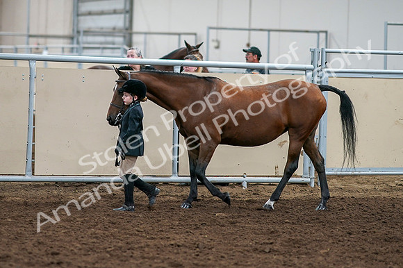 2020 - AB Morgan Horse - Fri, Sept 04 - 00890