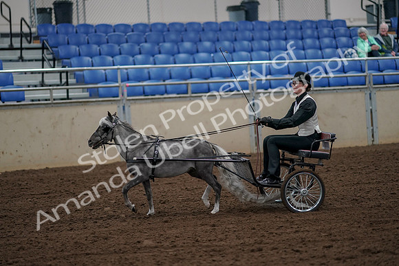 2019 Morgan Horse Show - Aug 30, 2019 - 13143