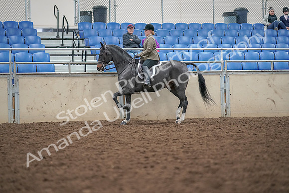 2019 Morgan Horse Show - Aug 30, 2019 - 20281