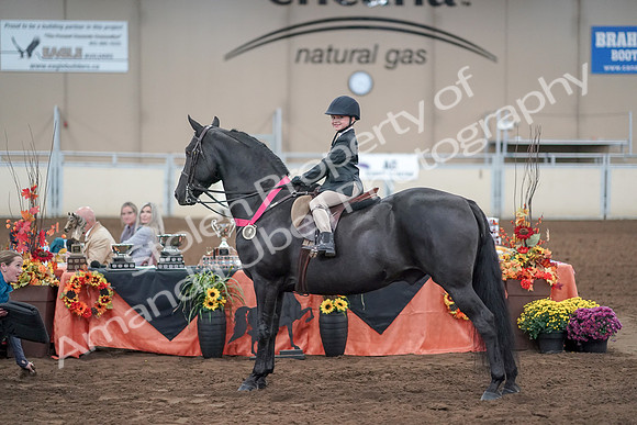 2019 Morgan Horse Show - Aug 31, 2019 - 19768