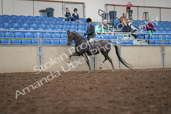 2019 Morgan Horse Show - Aug 30, 2019 - 20401