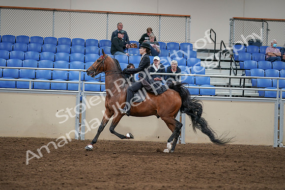 2020 - AB Morgan Horse - Sat, Sept 05 - 06749