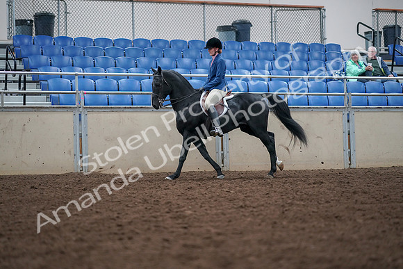 2019 Morgan Horse Show - Aug 30, 2019 - 18444