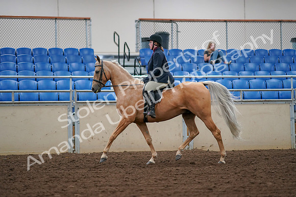 2019 Morgan Horse Show - Aug 30, 2019 - 16077