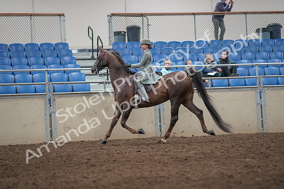 2019 Morgan Horse Show - Aug 31, 2019 - 07668