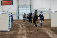 2020 - AB Morgan Horse - Fri, Sept 04 - 00724