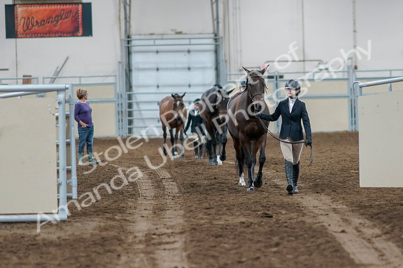 2020 - AB Morgan Horse - Fri, Sept 04 - 00724