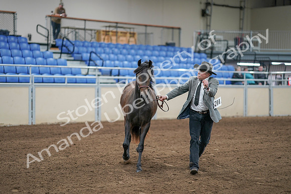 2020 - AB Morgan Horse - Sat, Sept 05 - 00243