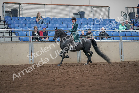 2019 Morgan Horse Show - Aug 30, 2019 - 15484