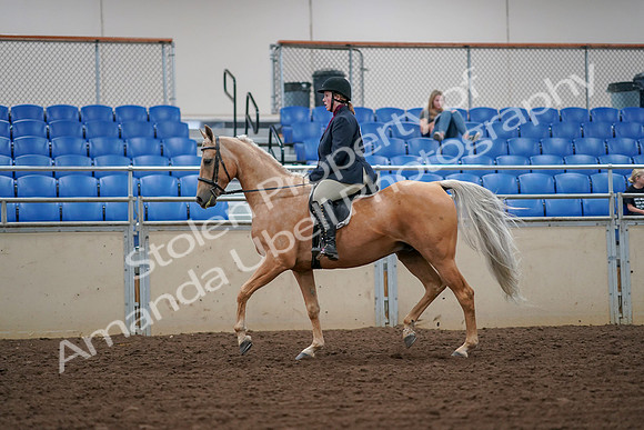 2019 Morgan Horse Show - Aug 30, 2019 - 16076