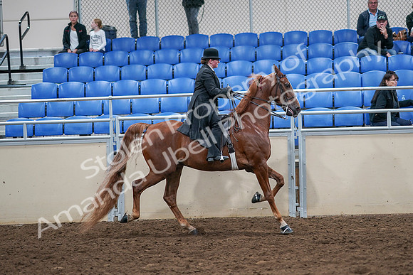 2020 - AB Morgan Horse - Sat, Sept 05 - 08274