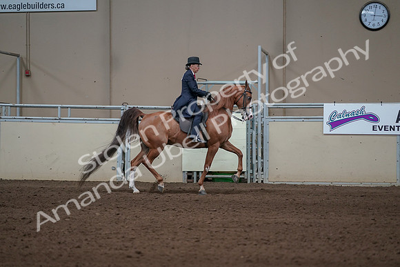 2019 Morgan Horse Show - Sept 01, 2019 - 12042