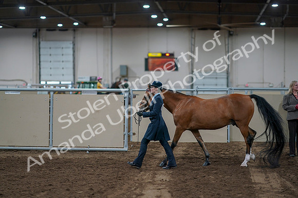 2020 - AB Morgan Horse - Fri, Sept 04 - 00941