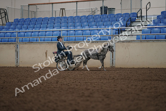 2019 Morgan Horse Show - Aug 31, 2019 - 04509