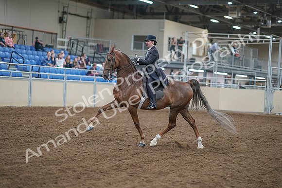 2020 - AB Morgan Horse - Fri, Sept 04 - 11284