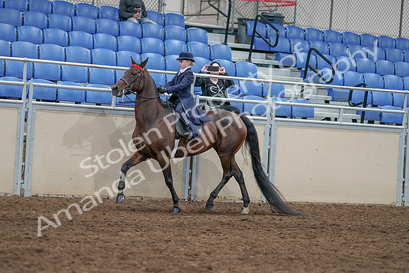 2020 - AB Morgan Horse - Sat, Sept 05 - 04768