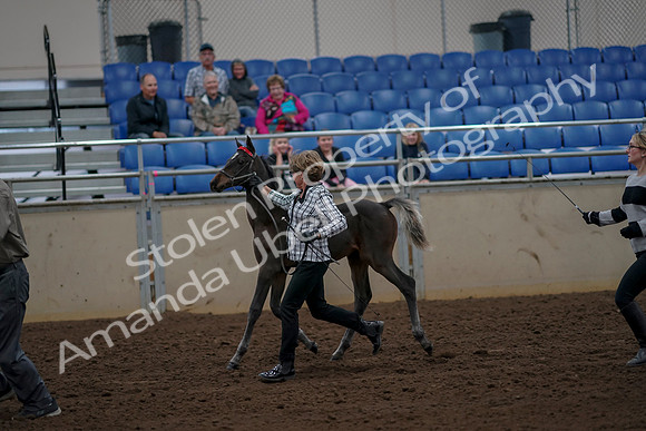 2019 Morgan Horse Show - Aug 30, 2019 - 24713