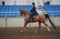 2019 Morgan Horse Show - Sept 01, 2019 - 11898