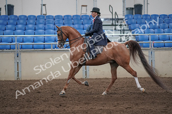 2019 Morgan Horse Show - Sept 01, 2019 - 11898