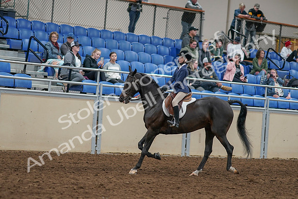 2020 - AB Morgan Horse - Sun, Sept 06 - 07926