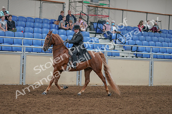 2020 - AB Morgan Horse - Fri, Sept 04 - 11253