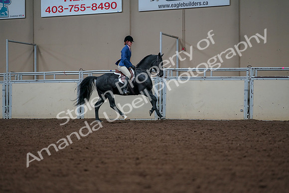 2019 Morgan Horse Show - Aug 30, 2019 - 18604