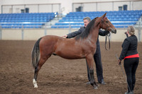 2019 Morgan Horse Show - Aug 31, 2019 - 00134