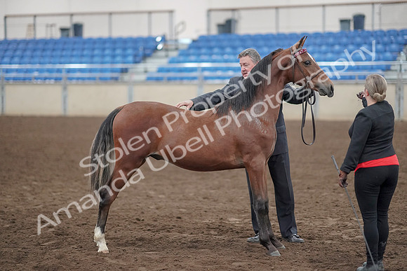 2019 Morgan Horse Show - Aug 31, 2019 - 00134