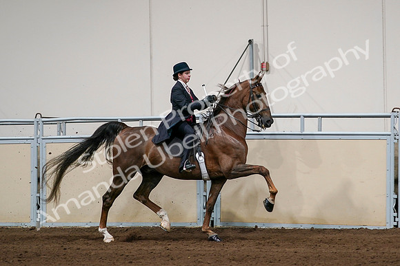 2020 - AB Morgan Horse - Sat, Sept 05 - 06384