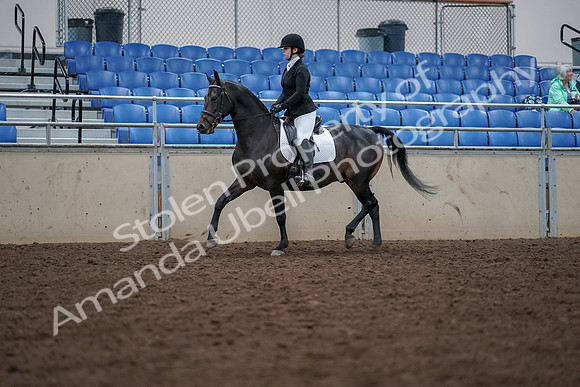 2019 Morgan Horse Show - Aug 30, 2019 - 18300