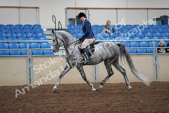 2019 Morgan Horse Show - Aug 30, 2019 - 16051
