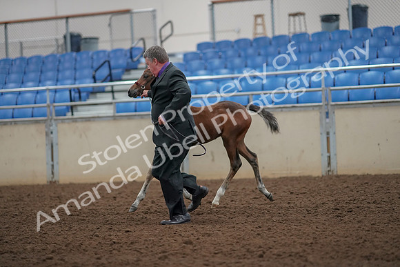 2019 Morgan Horse Show - Aug 30, 2019 - 24676