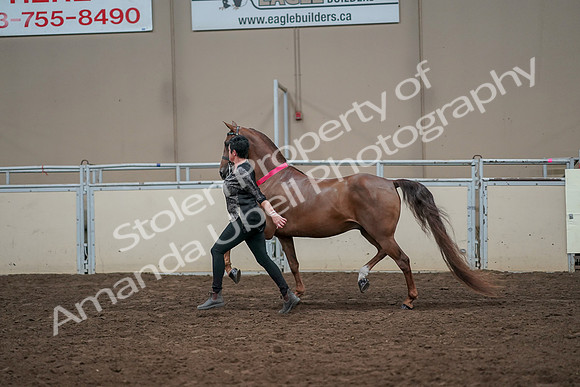 2019 Morgan Horse Show - Aug 31, 2019 - 01469
