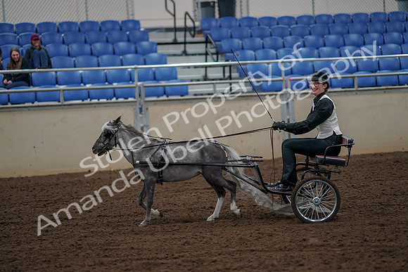 2019 Morgan Horse Show - Aug 30, 2019 - 13155