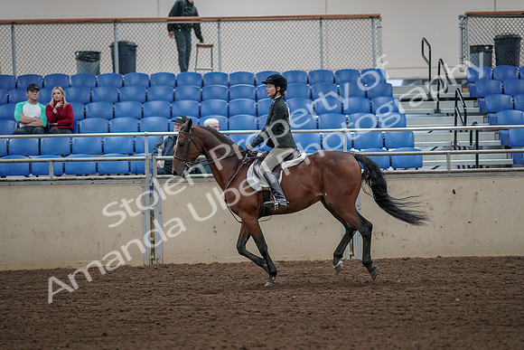 2019 Morgan Horse Show - Aug 31, 2019 - 05040