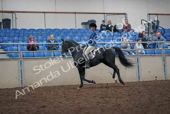 2019 Morgan Horse Show - Aug 31, 2019 - 16689