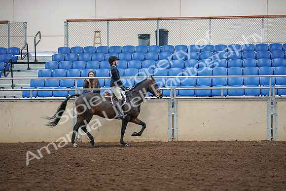 2019 Morgan Horse Show - Aug 30, 2019 - 12430