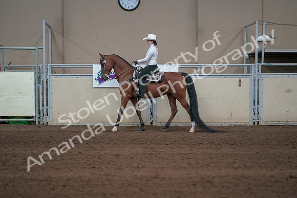 2019 Morgan Horse Show - Sept 01, 2019 - 06954