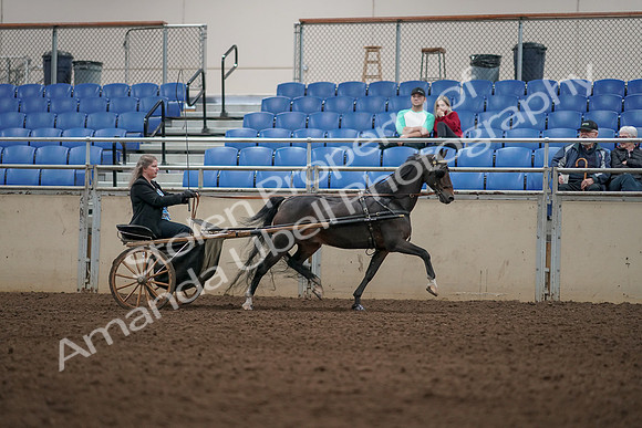 2019 Morgan Horse Show - Aug 31, 2019 - 04466
