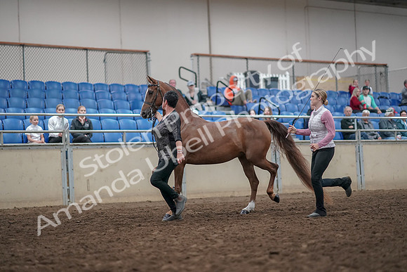 2019 Morgan Horse Show - Aug 31, 2019 - 03618
