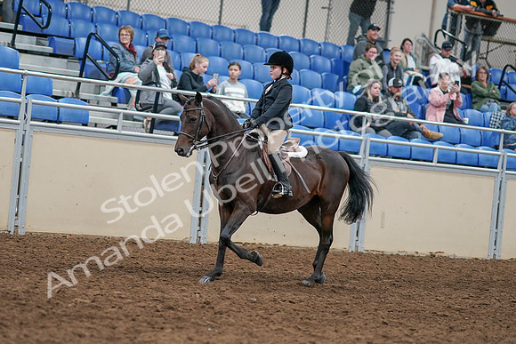 2020 - AB Morgan Horse - Sun, Sept 06 - 07888